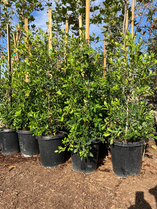 15g Ficus 'Nitida' COLUMN