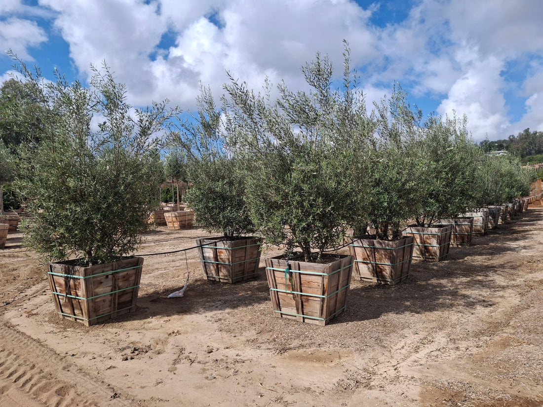 36" Wilsonii Olive Tree  Olea europaea ‘Wilsonii’ - fruitless with tags