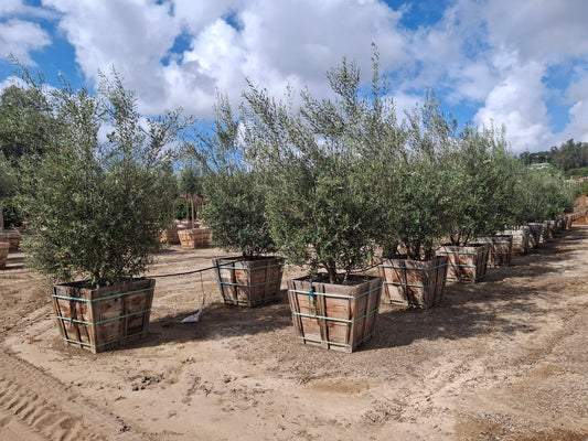 36" Wilsonii Olive Tree  Olea europaea ‘Wilsonii’ - fruitless with tags