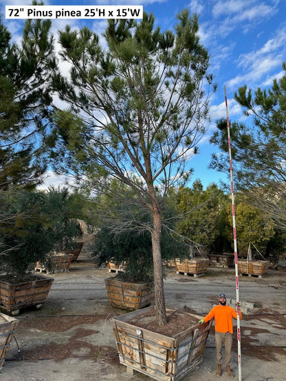 #1 Pinus pinea, stone pine 72" box 25'H x 15'W #0084.0052-1T
