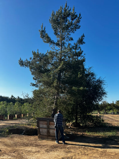 #2F Pinus eldarica 60", Fallbrook Tree 2 #0004.0002-2