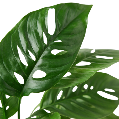 Monstera Adansonii 'Swiss Cheese'