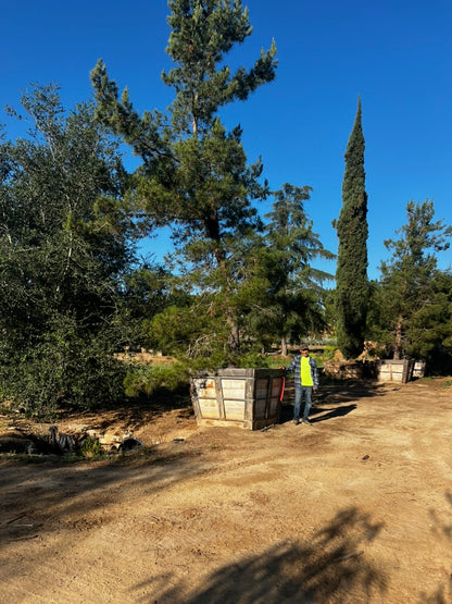 #2F Pinus eldarica 60", Fallbrook Tree 2 #0004.0002-2