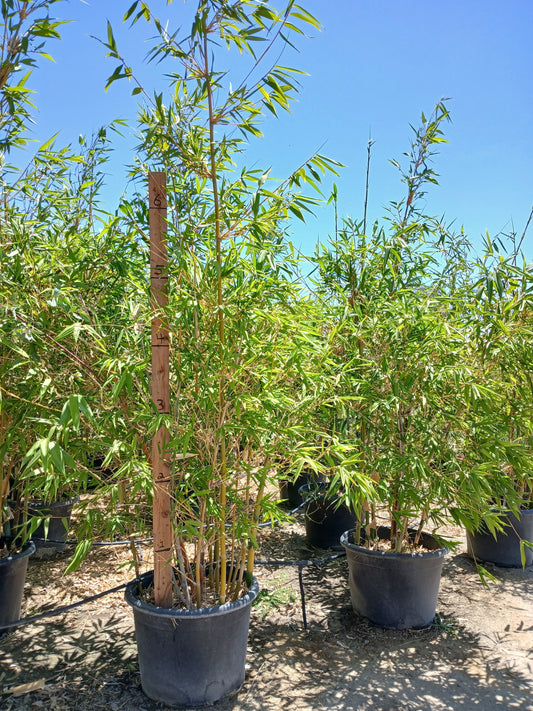 25g Bambusa oldhamii -Oldham's Bamboo, Giant Timber Bamboo