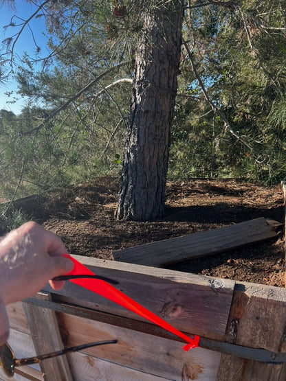 #2F Pinus eldarica 60", Fallbrook Tree 2 #0004.0002-2