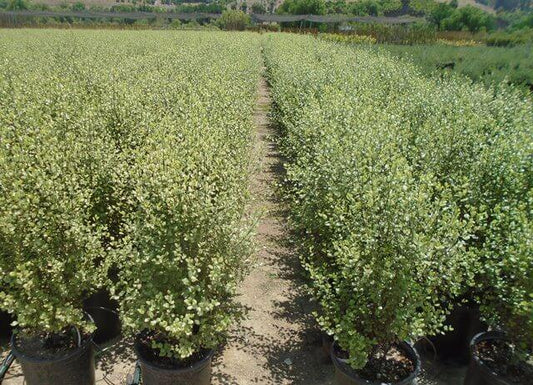 15g Pittosporum tenuifolium 'Silver Sheen'