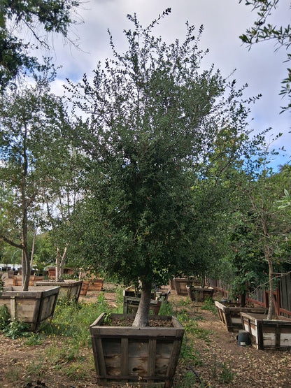 #D3 Quercus agrifolia  60" Box 19’ x 12’