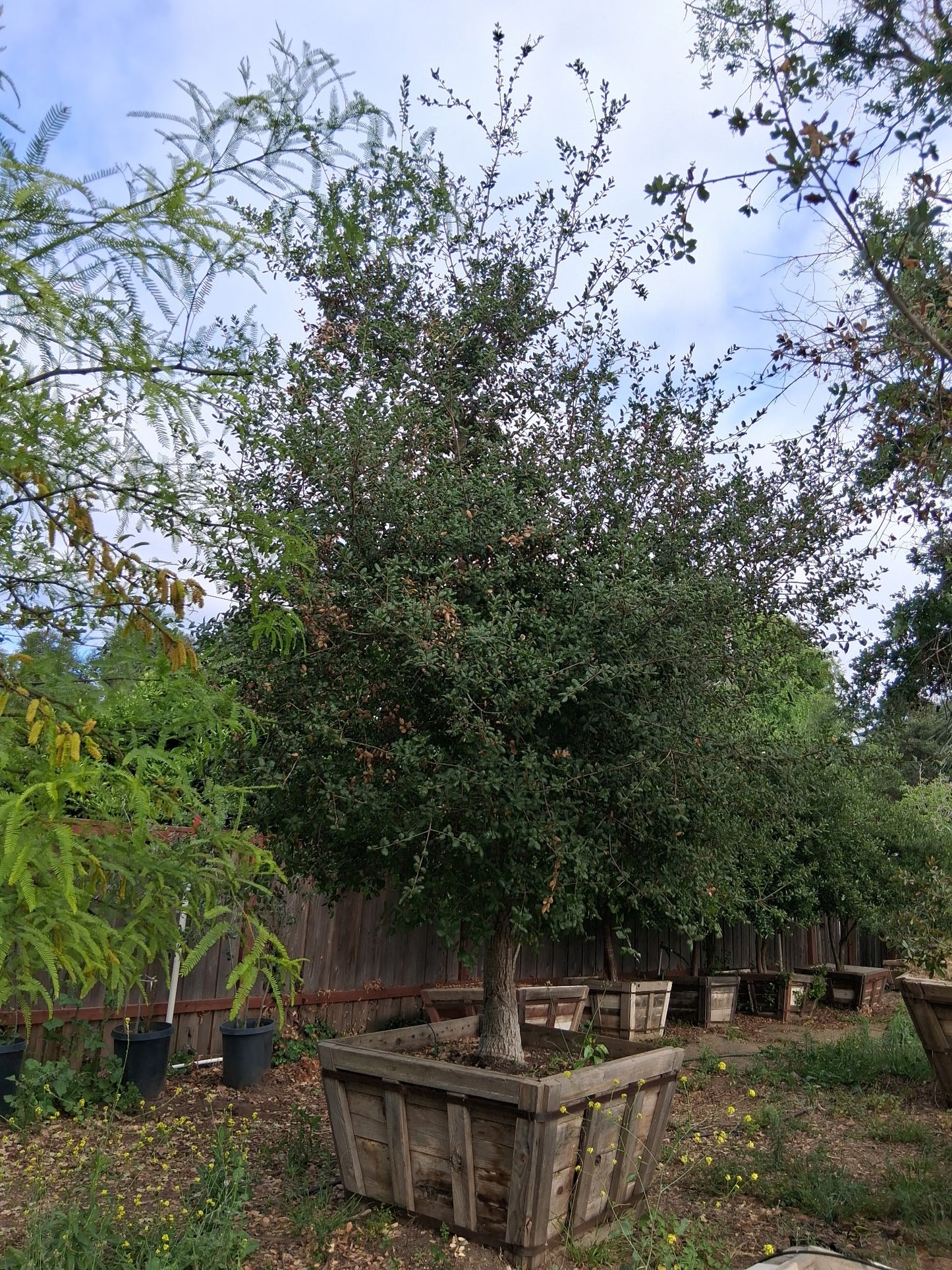 #D3 Quercus agrifolia  60" Box 19’ x 12’