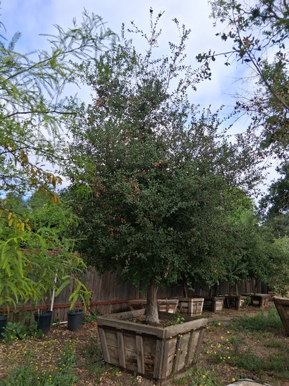 #D3 Quercus agrifolia  60" Box 19’ x 12’