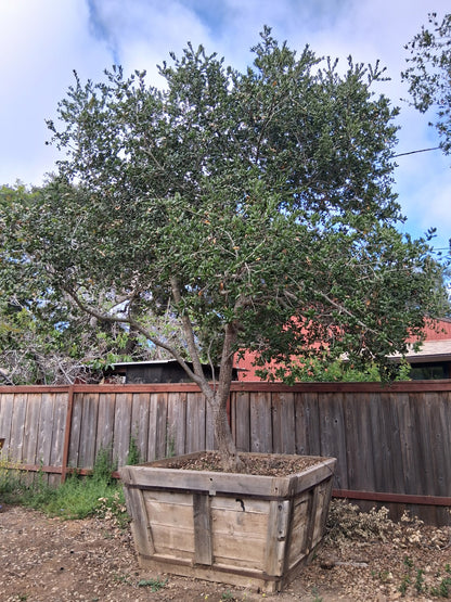 #26 Quercus agrifolia  60” Box 14’ x 13’