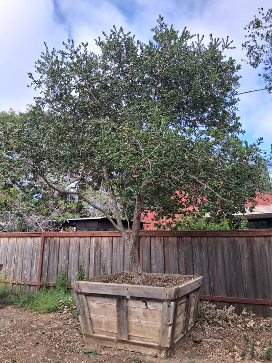 #26 Quercus agrifolia  60” Box 14’ x 13’