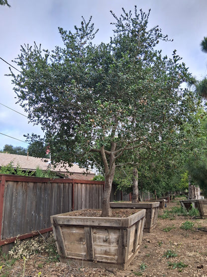 #26 Quercus agrifolia  60” Box 14’ x 13’