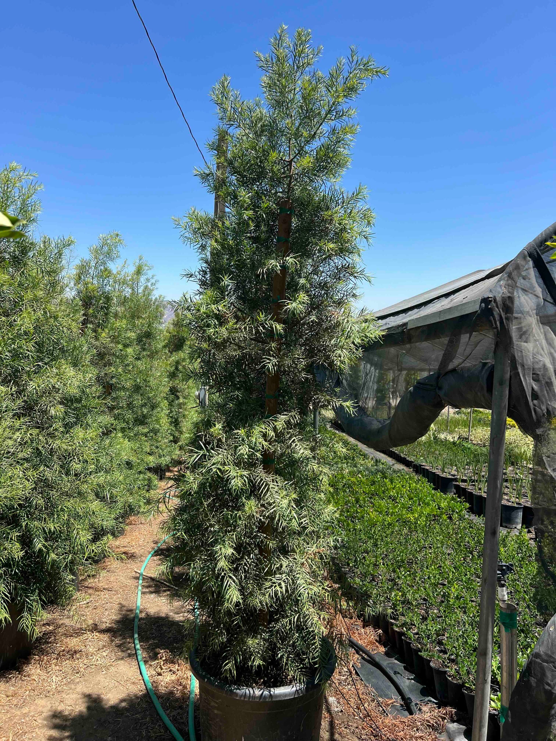 Podocarpus gracilior 24