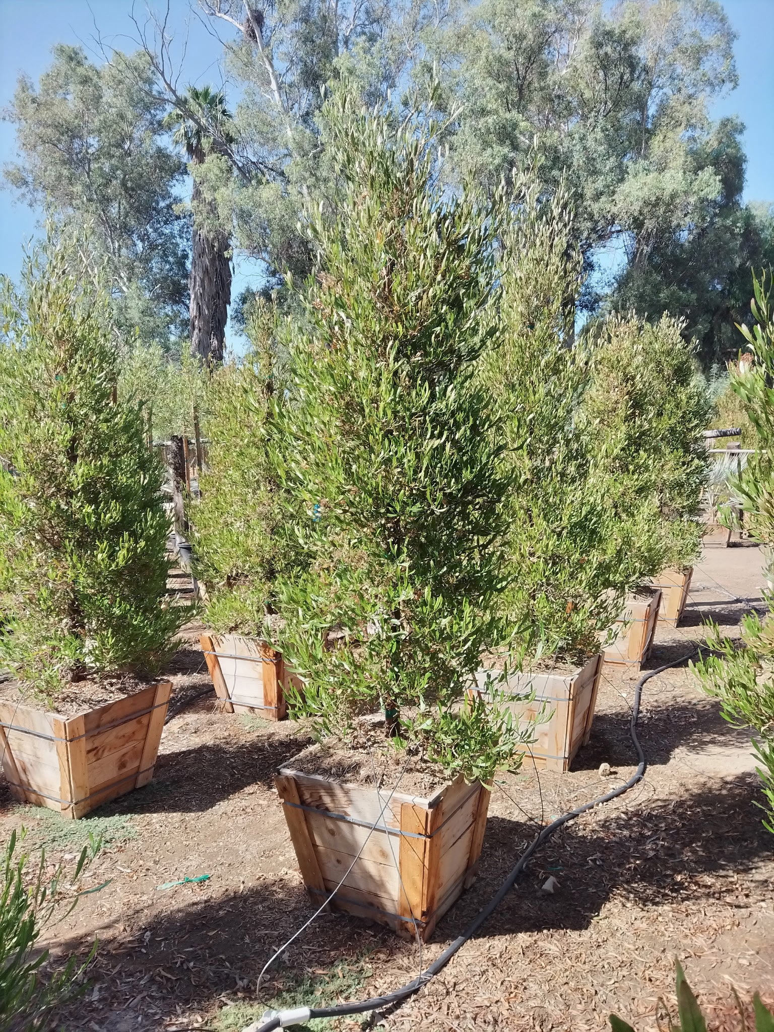 A potted ornamental tree or shrub in a square wooden planter box, photographed outdoors in a nursery or garden setting with other similar plants and trees in the background.