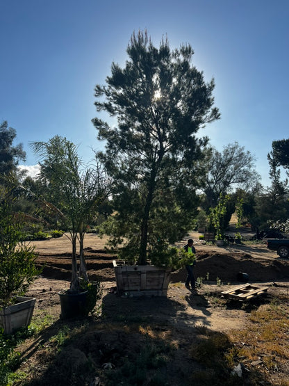 #2 Pinus halepensis, Aleppo pine 60", Fallbrook Tree 2 #0004.0002-2F