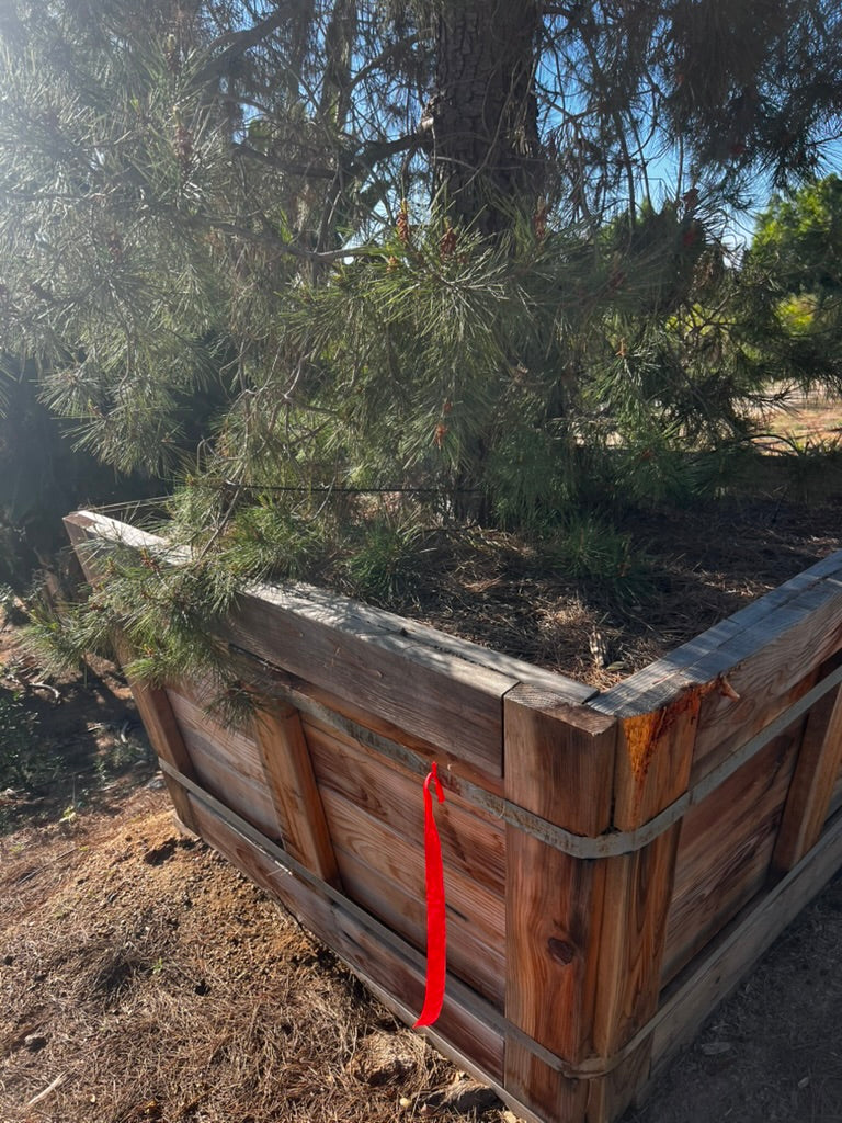 #1 Pinus halepensis, Aleppo pine 60", Fallbrook Tree 1 #0004.0002-1F