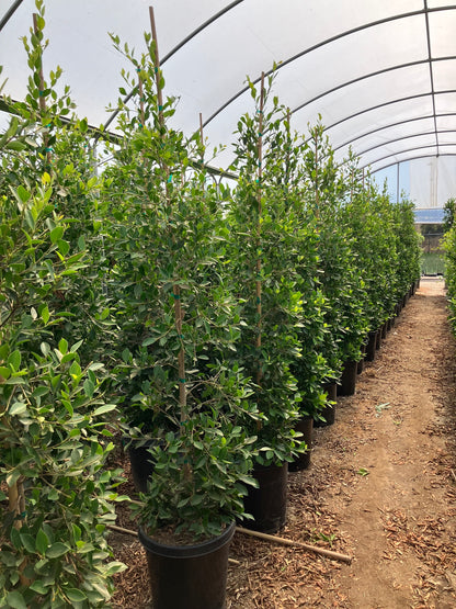 15 Gallon Ficus 'Nitida' COLUMN.  6.5-8'+ Tall x 2 Wide