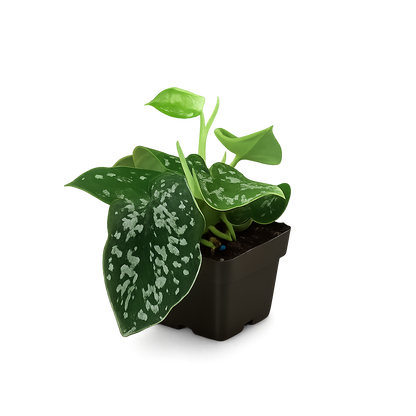Pothos 'Satin'