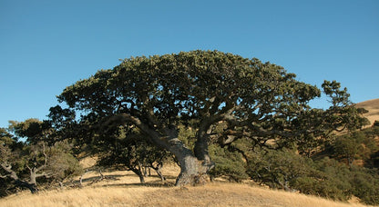 Coast Live Oak (Quercus agrifolia)