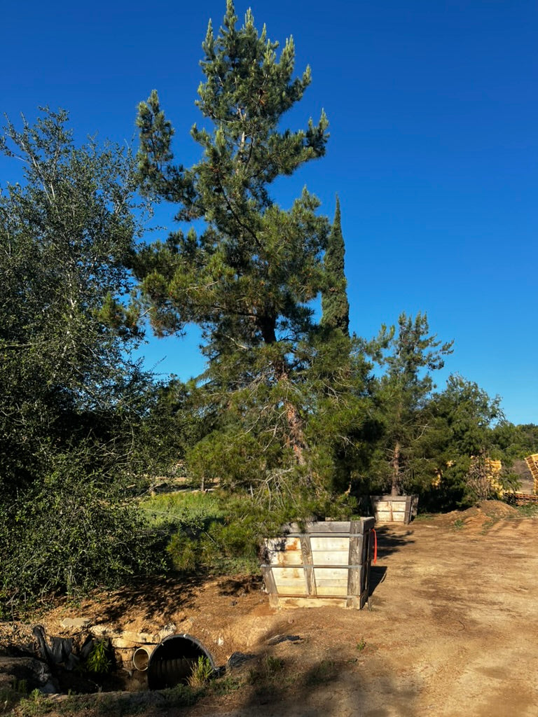 #2F Pinus eldarica 60", Fallbrook Tree 2 #0004.0002-2