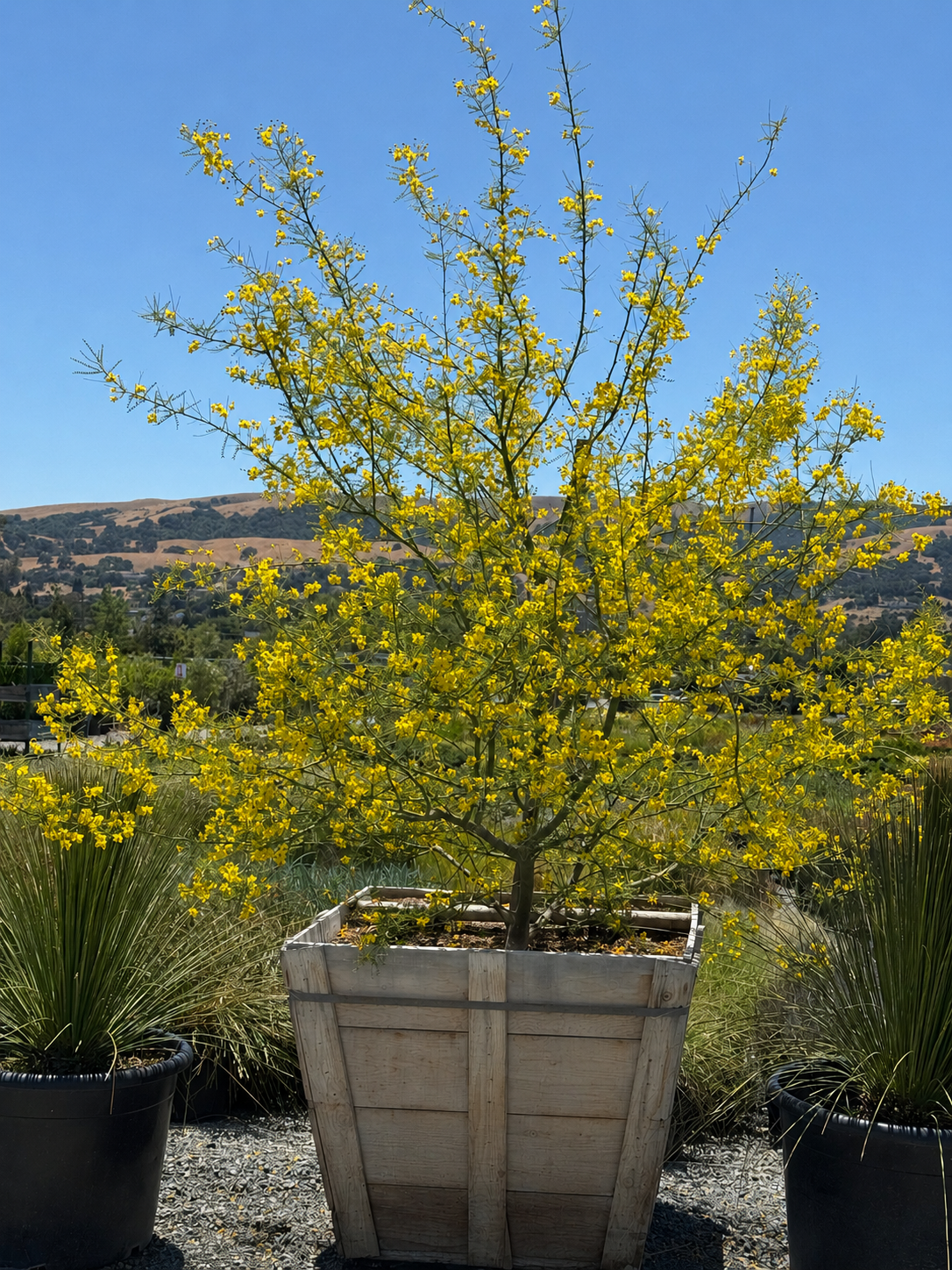 36" Cercidium hybrid 'Desert Museum' - Palo Verde