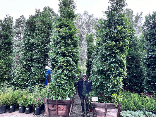 36" Box Ficus 'Nitida' COLUMN