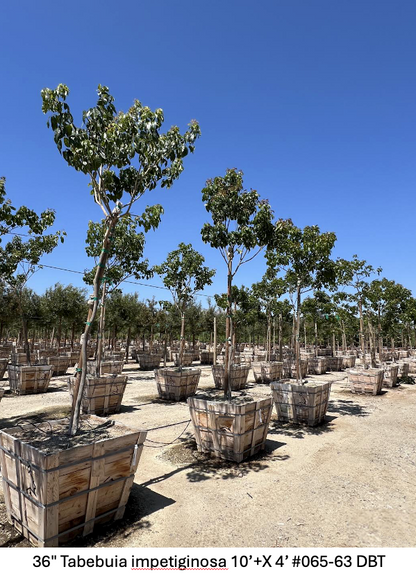 36" Tabebuia impetiginosa Pink Trumpet Tree (Tabebuia ipe)