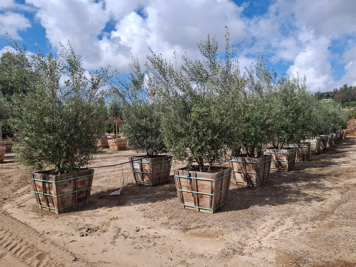 36" Fruitless Olive Tree - Olea europaea ‘Wilsonii’, Multi - with tags
