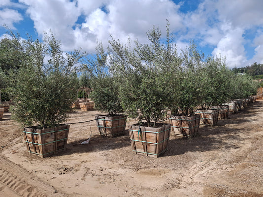 36" Fruitless Olive Tree - Olea europaea ‘Wilsonii’, Multi - with tags