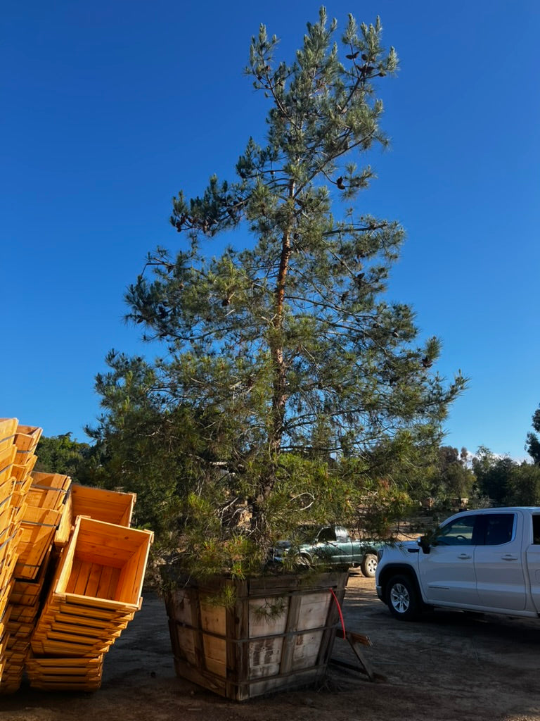 #1 Pinus eldarica 60", Fallbrook Tree 1 #0012
