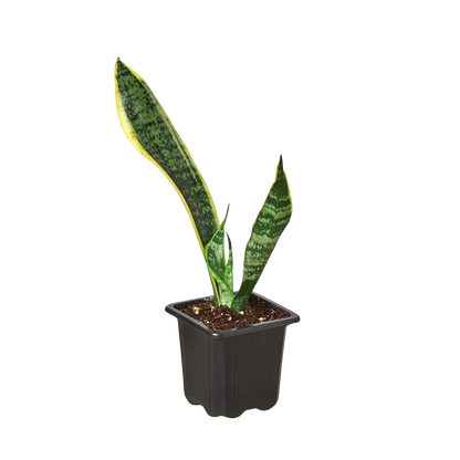 Snake Plant Laurentii