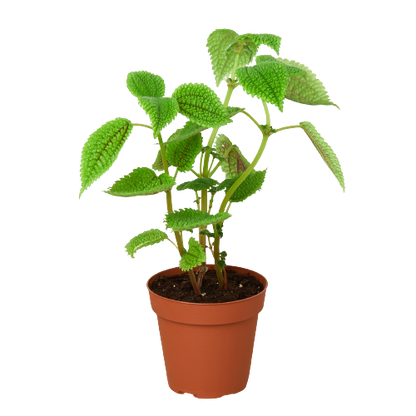 Pilea 'Moon Valley'