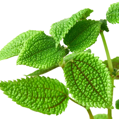 Pilea 'Moon Valley'