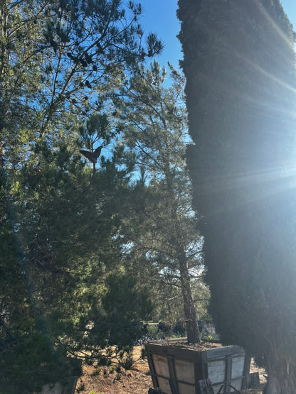 #3 Pinus eldarica 60", Fallbrook Tree 3 #0012