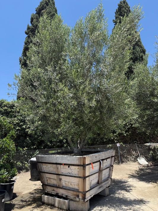 60" Swan Hill Olives® Fruitless Olive Tree