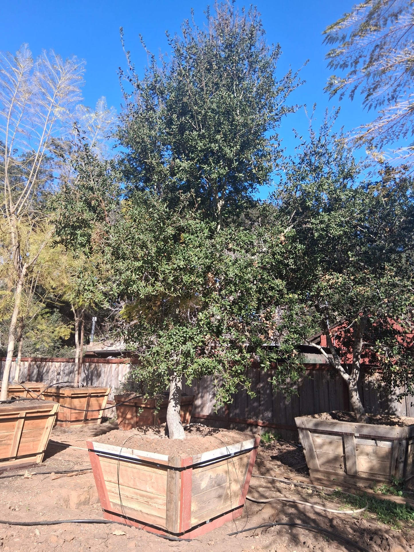 #1D Quercus agrifolia 72" spec- 60" Box 21x14"