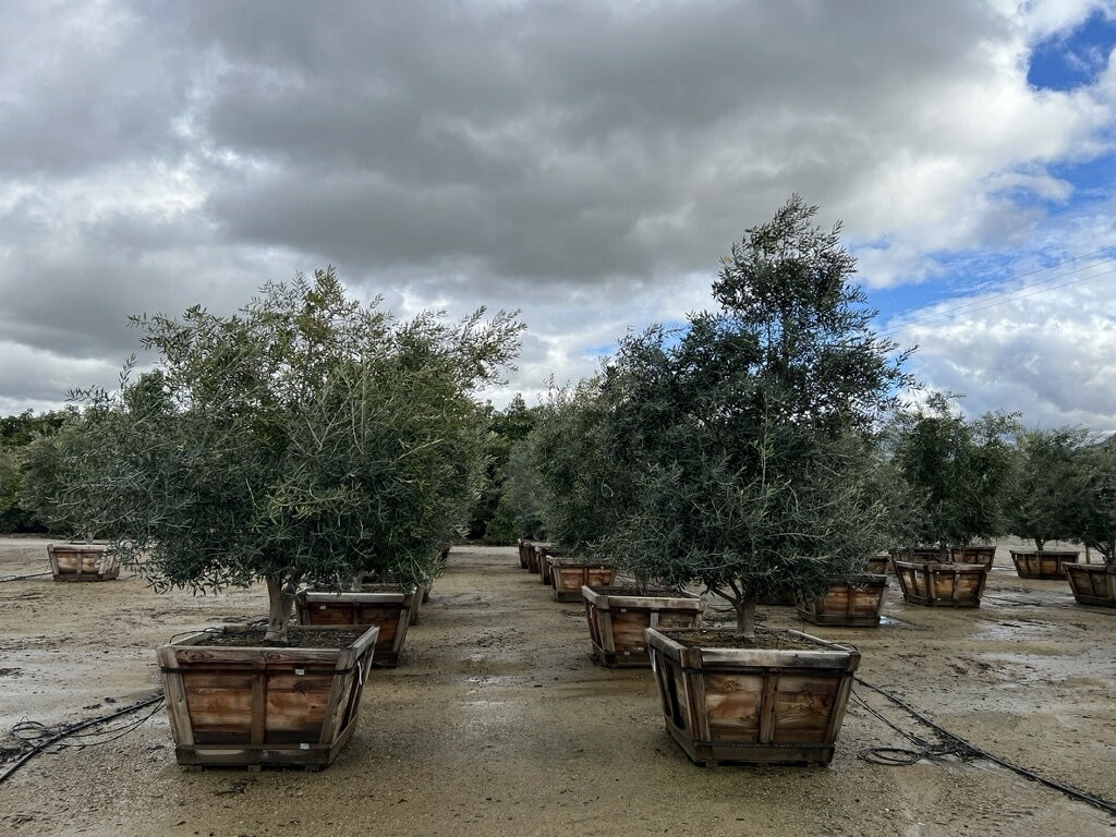 60" Swan Hill® Olive Fruitless Olive Tree