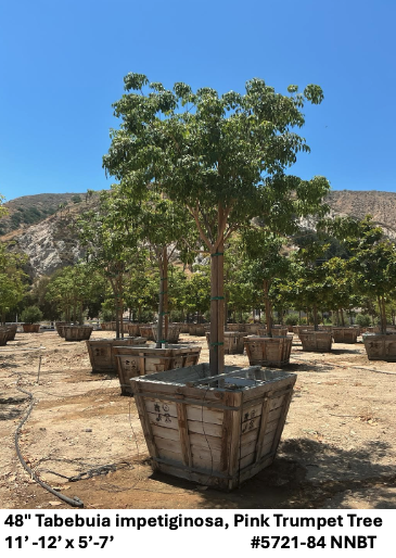 48" Tabebuia impetiginosa (Tabebuia ipe) Pink Trumpet Tree  #5721-84 NNBT