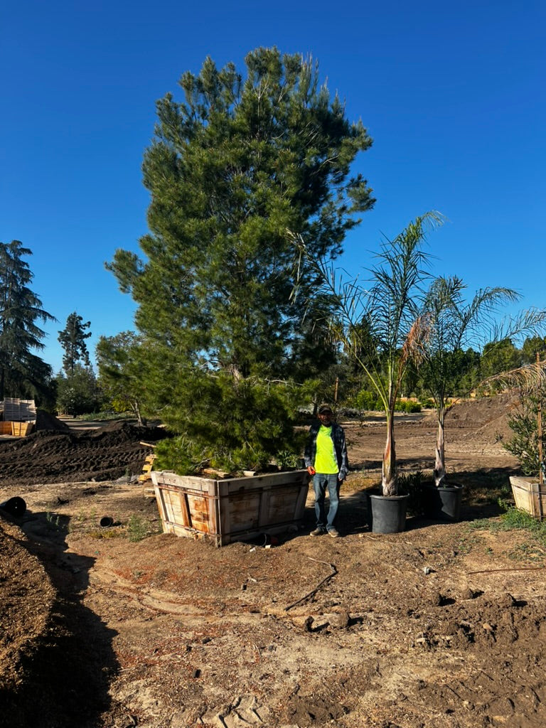 #2 Pinus halepensis, Aleppo pine 60", Fallbrook Tree 2 #0004.0002-2F