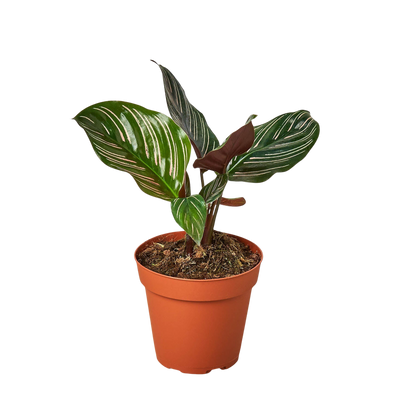 Calathea 'Ornata'