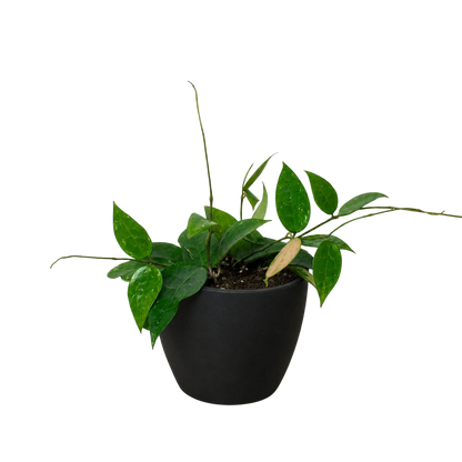 Hoya 'Black Margin'
