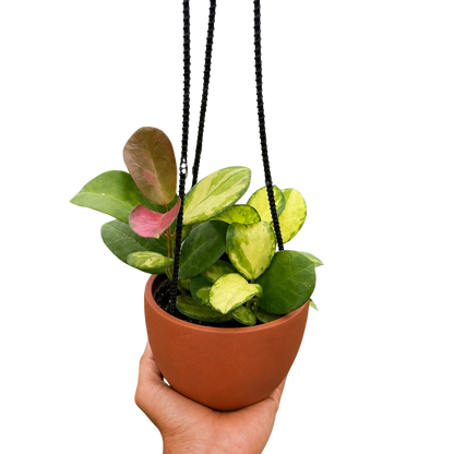 Hoya 'Lisa'