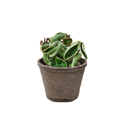 Hoya 'Rope Plant' Variegated