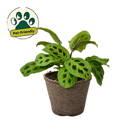 Maranta 'Leuconeura'