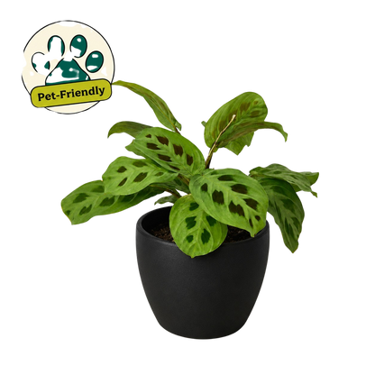 Maranta 'Leuconeura'