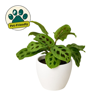 Maranta 'Leuconeura'