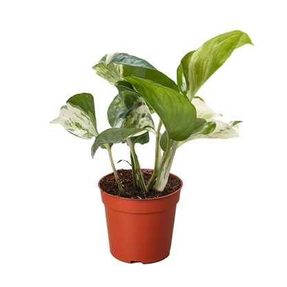 Pothos Manjula