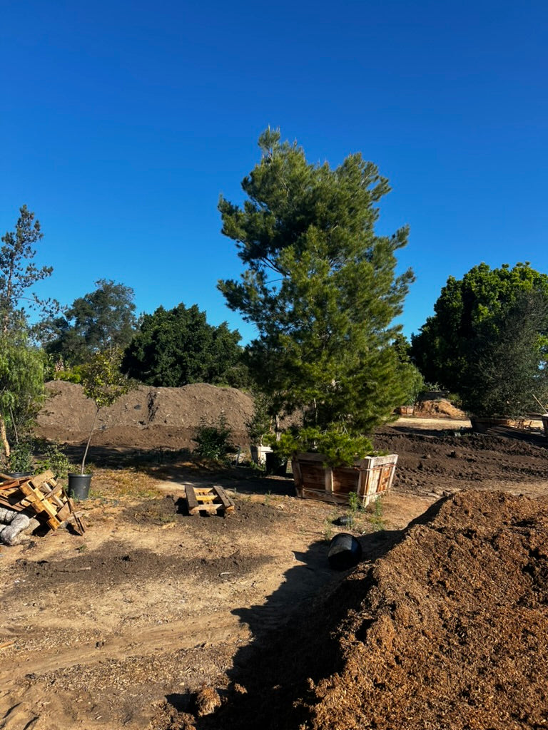 #2 Pinus halepensis, Aleppo pine 60", Fallbrook Tree 2 #0004.0002-2F
