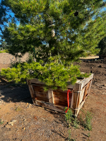 #2 Pinus halepensis, Aleppo pine 60", Fallbrook Tree 2 #0004.0002-2F