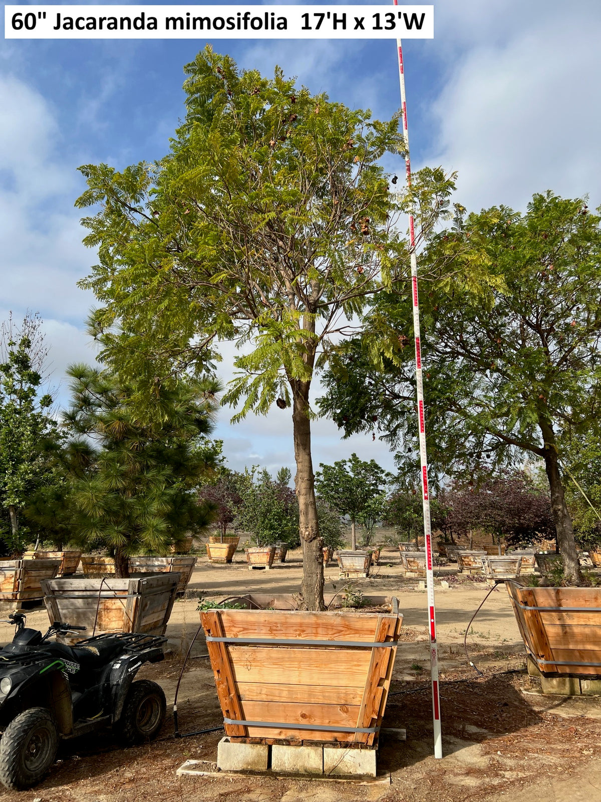 A 60-inch Jacaranda mimosifolia tree shown outdoors in a nursery or garden center setting, with a red-and-white height pole next to it, wooden planter boxes, an ATV, and other trees in the background. Text at the top reads '60" Jacaranda mimosifolia 17'H x 13"W'.